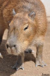 San Diego Zoo