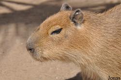 San Diego Zoo