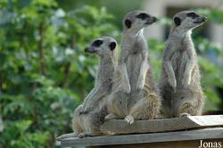Suricata suricatta