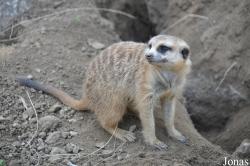 Suricata suricatta hahni