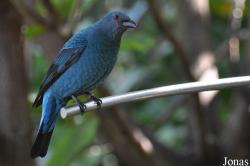 San Diego Zoo