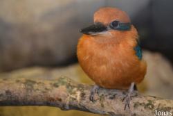 Todiramphus cinnamominus cinnamominus