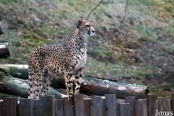 Zoo Neuwied