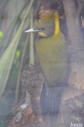 Chrysophlegma flavinucha pierrei