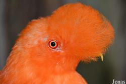 Rupicola peruvianus peruvianus