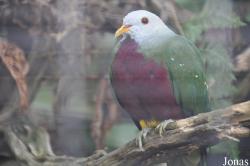 San Diego Zoo
