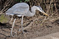 Ardea herodias