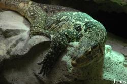 Aquarium Ecologique