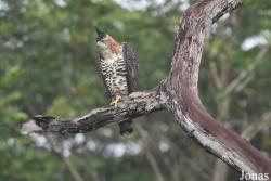 Spizaetus ornatus