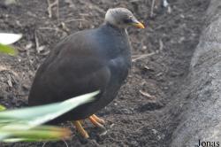 San Diego Zoo