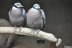 San Diego Zoo