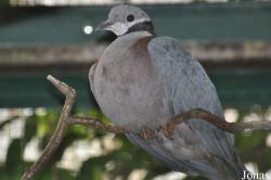 Ducula mullerii