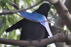 Lophorina superba