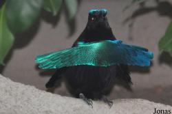San Diego Zoo