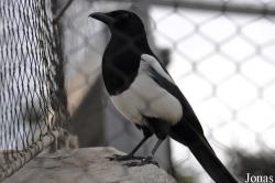 Pica hudsonia