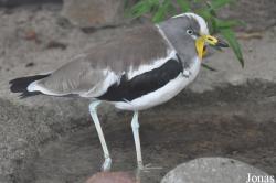 San Diego Zoo