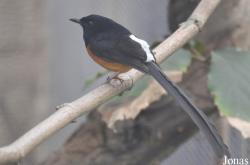Copsychus malabaricus interpositus