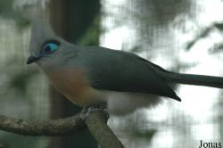 Coua cristata