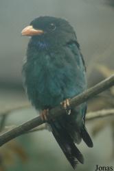 Eurystomus orientalis