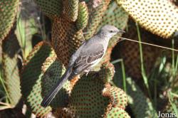 Mimus polyglottos