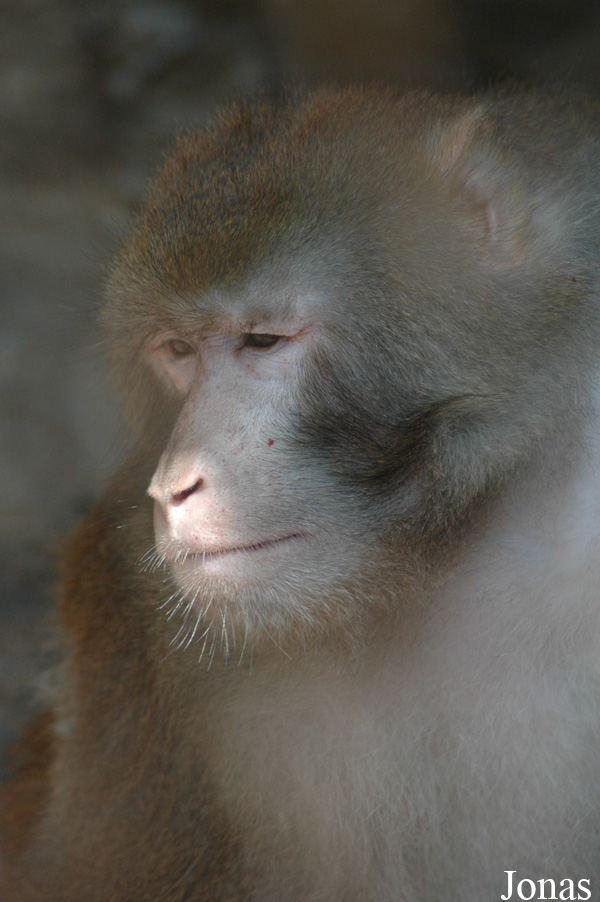 Bifengxia Wild Animal Park