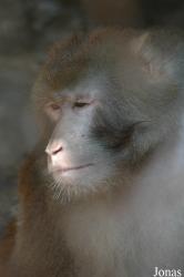Bifengxia Wild Animal Park