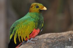 Trogoniformes