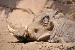 San Diego Zoo