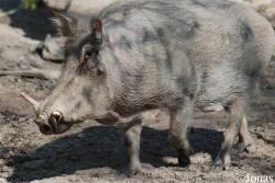 Phacochoerus africanus