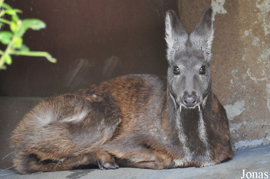 San Diego Zoo