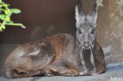 San Diego Zoo