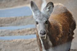 San Diego Zoo