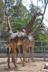 San Diego Zoo