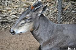 San Diego Zoo