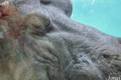 Hippopotamus amphibius kiboko