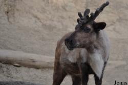 Rangifer tarandus sibiricus