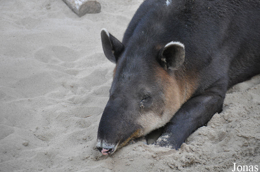 San Diego Zoo