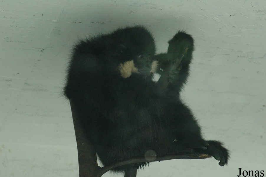 Bifengxia Wild Animal Park