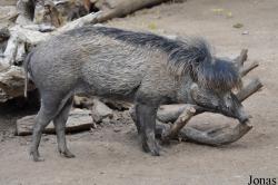 San Diego Zoo