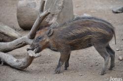 San Diego Zoo