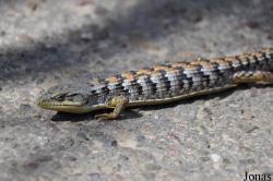 Elgaria multicarinata