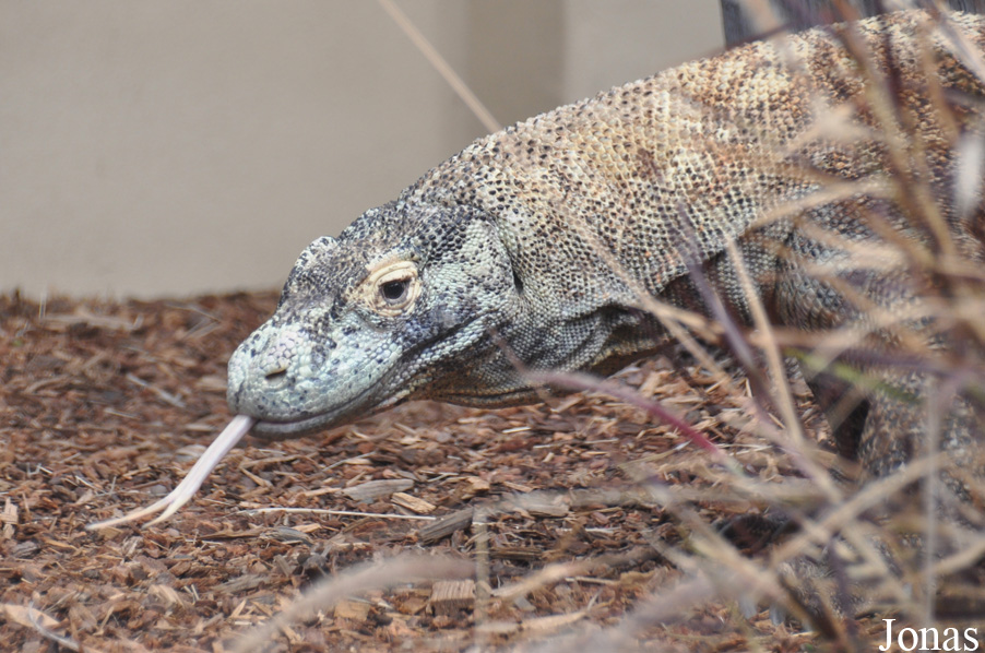San Diego Zoo