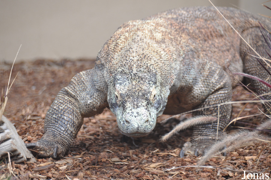 San Diego Zoo