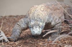 San Diego Zoo