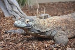 San Diego Zoo