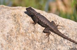 Sceloporus orcutti