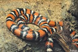 Lampropeltis zonata