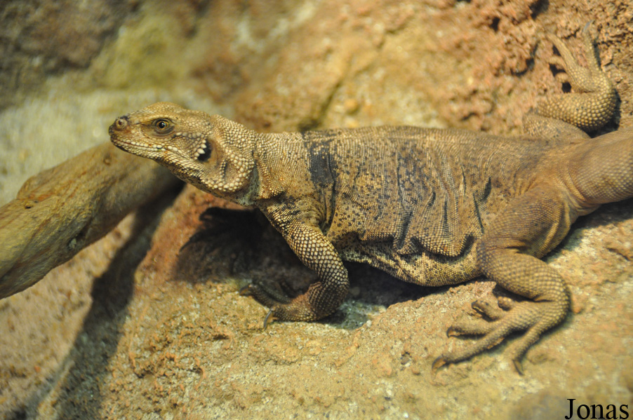 San Diego Zoo