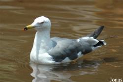Larus crassirostris
