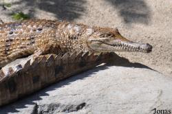 San Diego Zoo